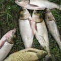 鲢鱼
