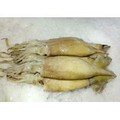鱿鱼