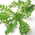 荠菜