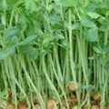 豌豆苗