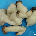 鸡腿菇