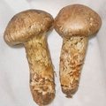 松茸