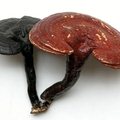 灵芝