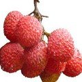 荔枝