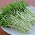 芽菜