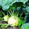 大头菜