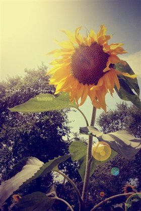 ǼҸС½
