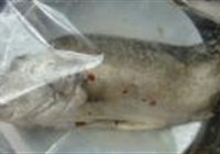 红烧臭鳜鱼的做法 步骤1