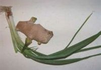 Ź 1