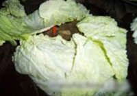 蒜泥白肉白菜卷的做法 步骤5