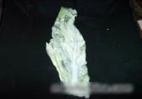 蒜泥白肉白菜卷的做法 步骤9