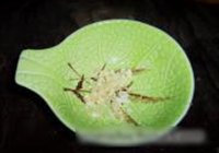 蒜泥白肉白菜卷的做法 步骤12