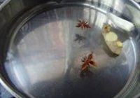 双色皮冻的做法 步骤6