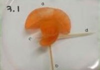胡萝卜玫瑰花的做法 步骤7