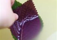 紫苏椒麻千层肚丝的做法 步骤12