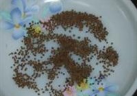 桔皮熏豆茶的做法 步骤11