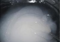 蒜香豆豉凉粉的做法 步骤6