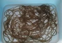 凉拌红薯粉的做法 步骤5