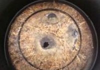 原盅椰子炖乌鸡的做法 步骤6