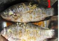 香酥鲫鱼的做法 步骤1