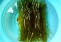 鸭血粉丝汤的做法 步骤2