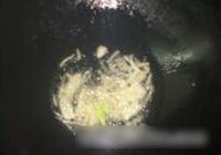 炒多彩丁的做法 步骤6