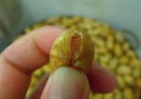 九味盐水花生的做法 步骤3