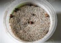 干煸椒麻小土豆的做法 步骤2
