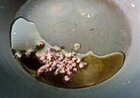 怪味鸡的做法 步骤14