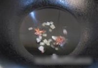 红烧鲤鱼的做法 步骤2