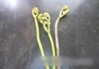 炒酸辣蕨菜的做法 步骤1