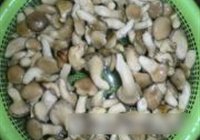 辣炒鸡腿菇的做法 步骤1