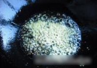 香菇扒菜胆的做法 步骤7