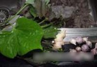 紫苏假蒌炒花甲螺的做法 步骤2