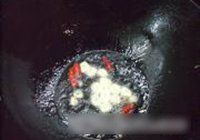 培根杂疏炒米粉的做法 步骤6
