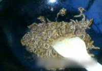 京酱肉丝的做法 步骤6