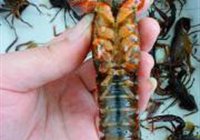 吮指小龙虾的做法 步骤7