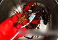 清蒸小龙虾的做法 步骤2