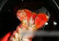 清蒸小龙虾的做法 步骤5