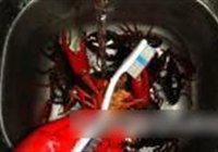 清蒸小龙虾的做法 步骤3