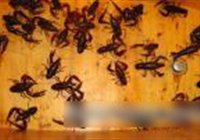 清蒸小龙虾的做法 步骤1