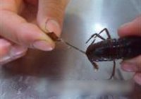 香辣小龙虾的做法 步骤5