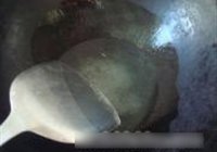红烧肉的做法 步骤5