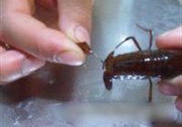 香辣小龙虾的做法 步骤4