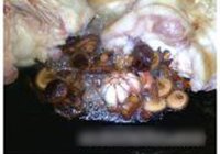 卤猪脚的做法 步骤6