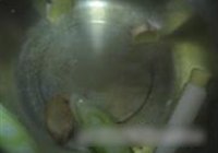 菠萝排骨船的做法 步骤8