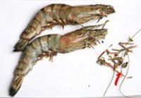 油焖大虾的做法 步骤1