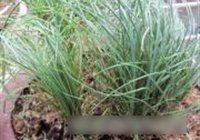 野葱虾皮炒豆干的做法 步骤1