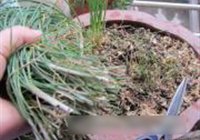 野葱虾皮炒豆干的做法 步骤2