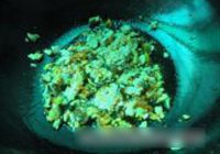 罗非鱼豆腐煲的做法 步骤9